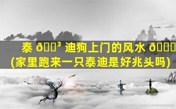 泰 🐳 迪狗上门的风水 🐋 (家里跑来一只泰迪是好兆头吗)